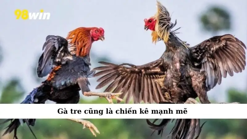 Gà tre cũng là chiến kê mạnh mẽ
